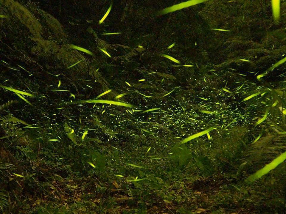 Starlight Forest B&B Jinshi Екстер'єр фото